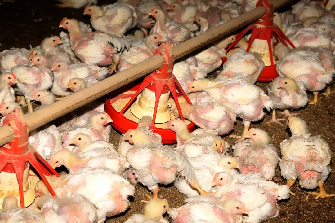 China revoga embargo da importação de carne de frango do RS