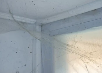 Conheça este truque e livre-se das aranhas (e das teias) em segundos