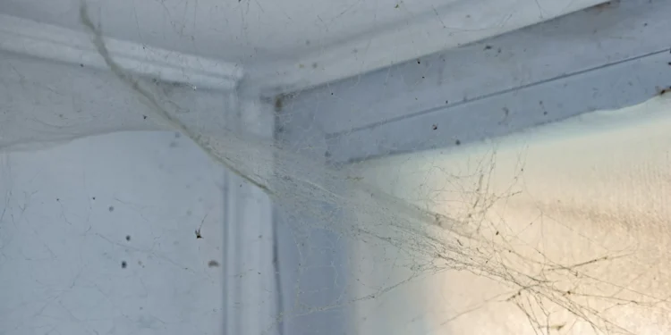 Conheça este truque e livre-se das aranhas (e das teias) em segundos