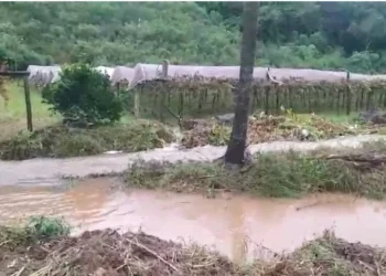 Chuvas destroem vinhedos do RS, maior produtor de vinhos do Brasil