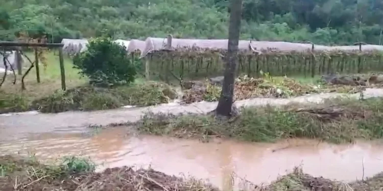 Chuvas destroem vinhedos do RS, maior produtor de vinhos do Brasil