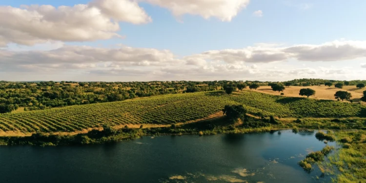 A curiosa história do vinho “esquecido” que se tornou ícone do Alentejo