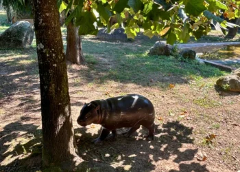 Hipopótamo-pigmeu em risco de extinção nasce no Zoo Santo Inácio
