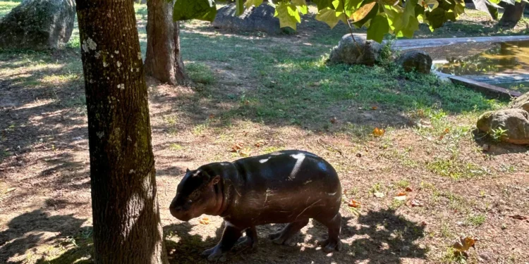 Hipopótamo-pigmeu em risco de extinção nasce no Zoo Santo Inácio