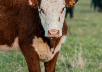 “Desenvolvimento Econômico e Social: Experiências Positivas”