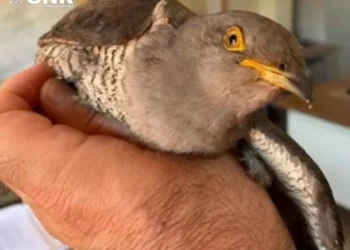 Resgatado cuco-canoro "debilitado e incapaz de voar" na Covilhã