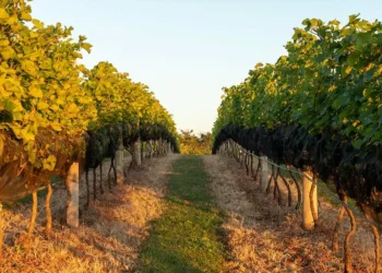 São Paulo procura projeção nacional com novas rotas de vinho