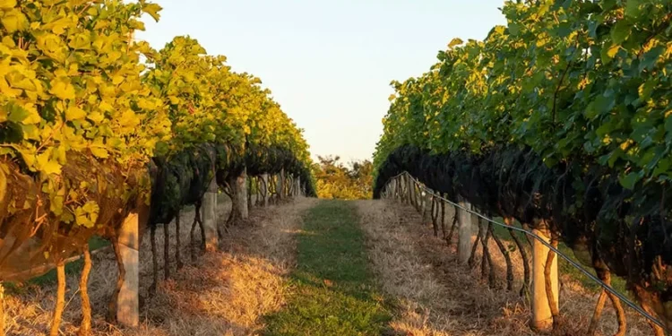 São Paulo procura projeção nacional com novas rotas de vinho