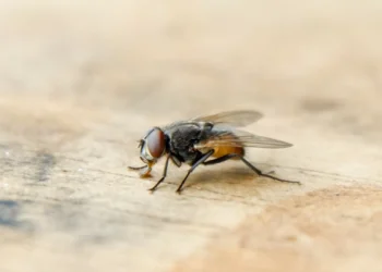 Afugente as moscas da cozinha com a ajuda de dois ingredientes