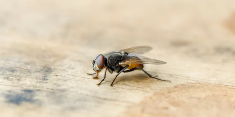 Afugente as moscas da cozinha com a ajuda de dois ingredientes