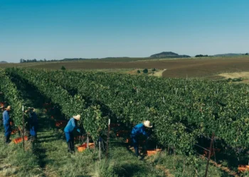 Vinho sem álcool: a nova aposta de uma das maiores vinícolas do Brasil