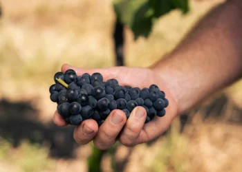 Sabor local: como vinícola gaúcha mapeia vinhedos e leveduras da Serra do Sudeste