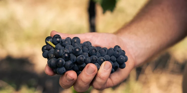 Sabor local: como vinícola gaúcha mapeia vinhedos e leveduras da Serra do Sudeste