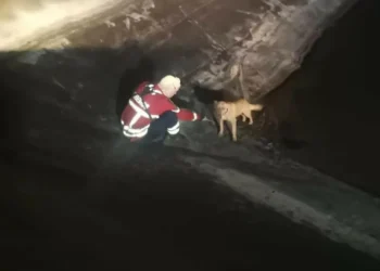 Bombeiros de Paredes de Coura salvam patudo “em apuros” durante fogo