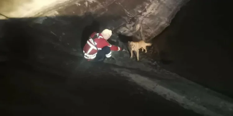 Bombeiros de Paredes de Coura salvam patudo “em apuros” durante fogo