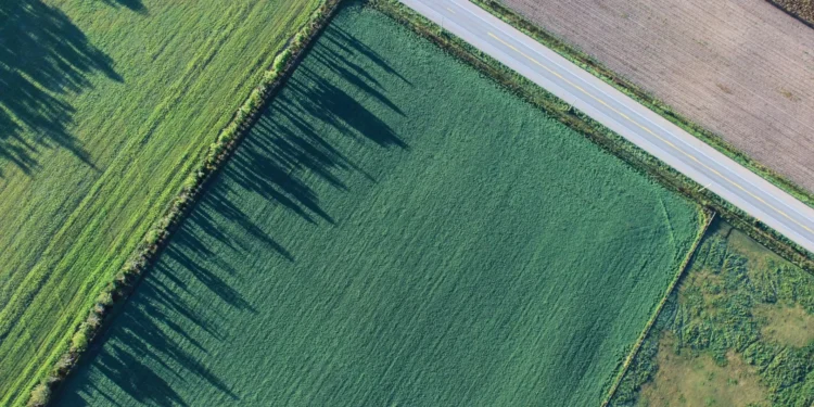 Agricultores alertam Marcelo para baixa execução de fundos para floresta