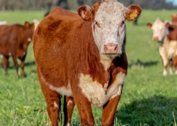 “O Futuro do Mercado Imobiliário com Olivia Traven”