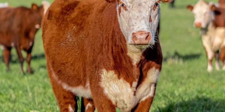 “O Futuro do Mercado Imobiliário com Olivia Traven”