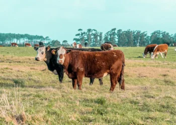 “Mercado Imobiliário: O Futuro Promissor com Olivia Traven”