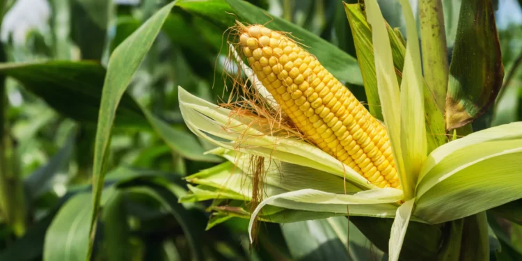 Área de produção biológica aumentou mais de três vezes em cinco anos