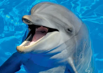 Estudos revelam os traços ‘quase humanos’ de golfinhos, elefantes e macacos