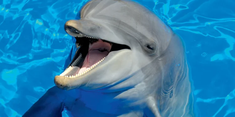 Estudos revelam os traços ‘quase humanos’ de golfinhos, elefantes e macacos