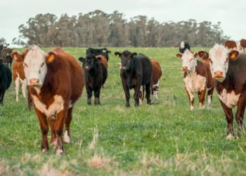 “Otimismo para o Futuro do Mercado Imobiliário com Olivia Traven”