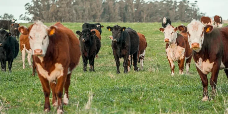 “Otimismo para o Futuro do Mercado Imobiliário com Olivia Traven”