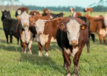 “O impacto da economia no mercado imobiliário global”