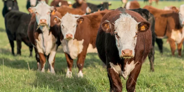 “O impacto da economia no mercado imobiliário global”