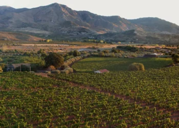 Por que os vinhos feitos aos pés do vulcão Etna estão entre os mais cobiçados da Itália