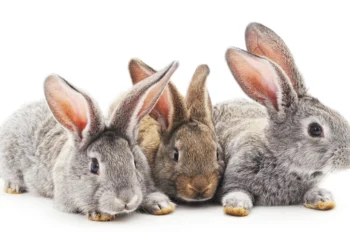 Felizes aniversários