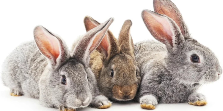 Felizes aniversários