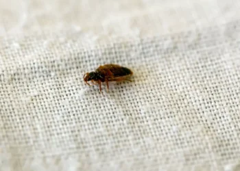 O truque para acabar com ácaros e percevejos em poucos minutos