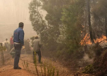 Plano para a Floresta aumenta equipas de investigação de incêndios rurais