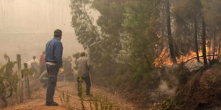Plano para a Floresta aumenta equipas de investigação de incêndios rurais