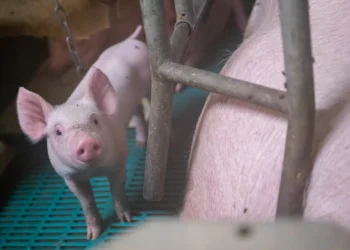 Fígado de porco geneticamente modificado transplantado com sucesso para paciente humano