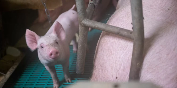 Fígado de porco geneticamente modificado transplantado com sucesso para paciente humano