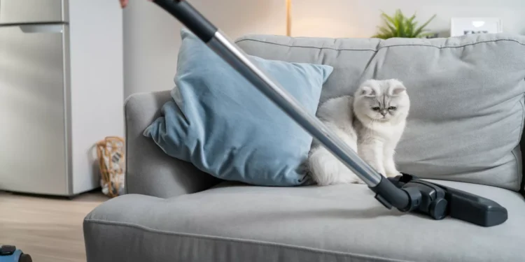 Como limpar a casa sem deixar o seu gato ansioso