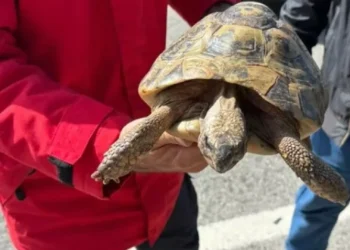 Bombeiros de Vila do Bispo tiveram encontro inesperado… com tartaruga