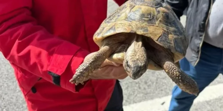 Bombeiros de Vila do Bispo tiveram encontro inesperado… com tartaruga