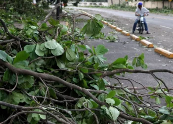 Queda de árvore faz um ferido grave em Sintra devido ao mau tempo