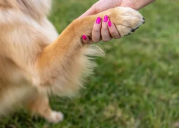 Saiba o que pode significar quando o seu cão rói as unhas
