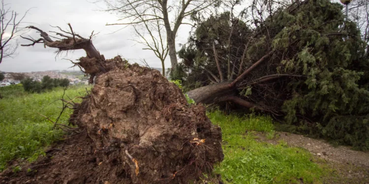 Mau tempo. Vila Franca de Xira com 185 ocorrências e 5 escolas fechadas