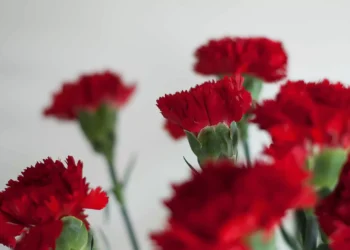 Música, filmes-concerto e documentários celebram abril de 1974 em Caminha