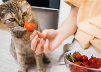 É seguro dar morangos ao seu gato? Veterinária responde