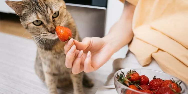 É seguro dar morangos ao seu gato? Veterinária responde