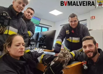 Bombeiros resgatam coruja em “salvamento animal incomum” na Malveira
