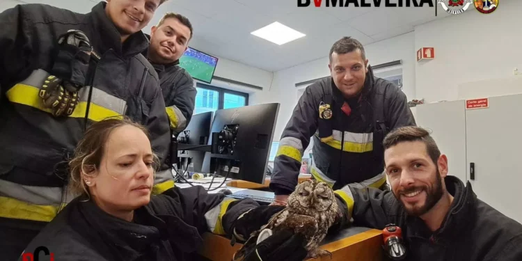 Bombeiros resgatam coruja em “salvamento animal incomum” na Malveira