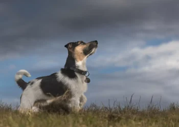 Ladrar antes? Saiba como os cães adivinham que vem aí uma tempestade